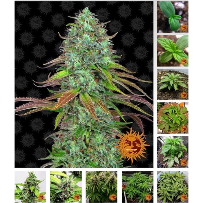 Fast Buds - LSD-25 - Semi autofiorenti femminizzati