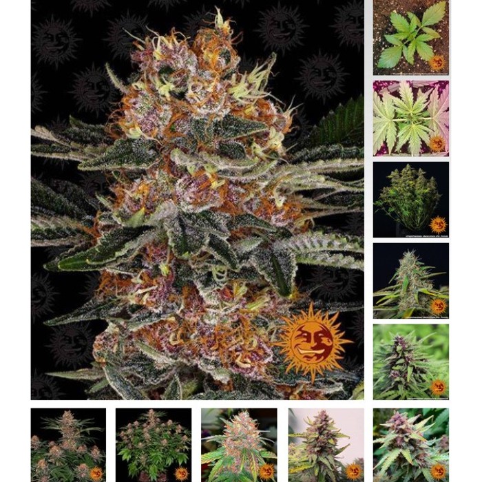 PURPLE PUNCH AUTO – Barneys Farm  Vendita Online Grow Seed Head Shop Happy  Life