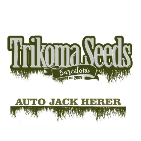 AUTO JACK HERER trikoma seeds