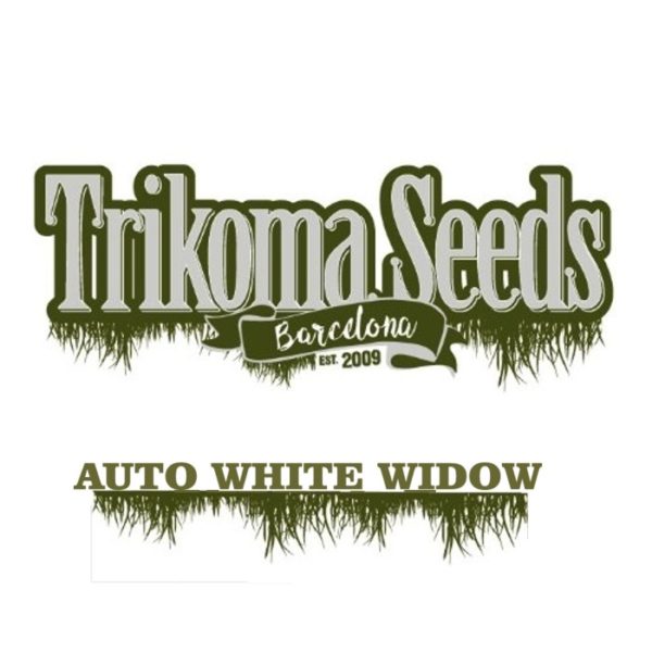 AUTO WHITE WIDOW trikoma seeds