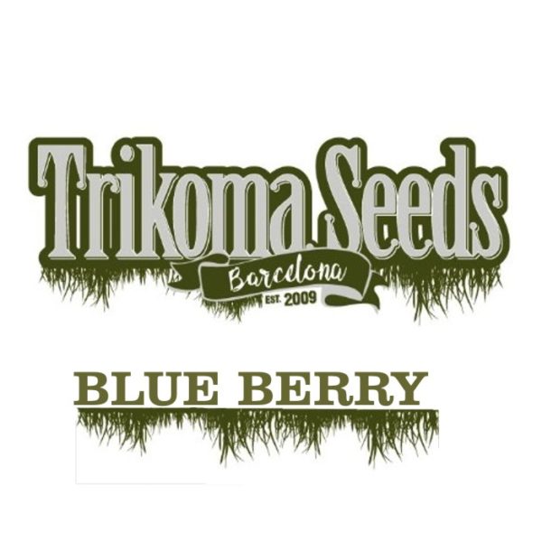 BLUE BERRY trikoma seeds