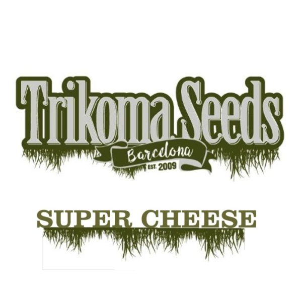 SUPER CHEESE - trikoma seeds