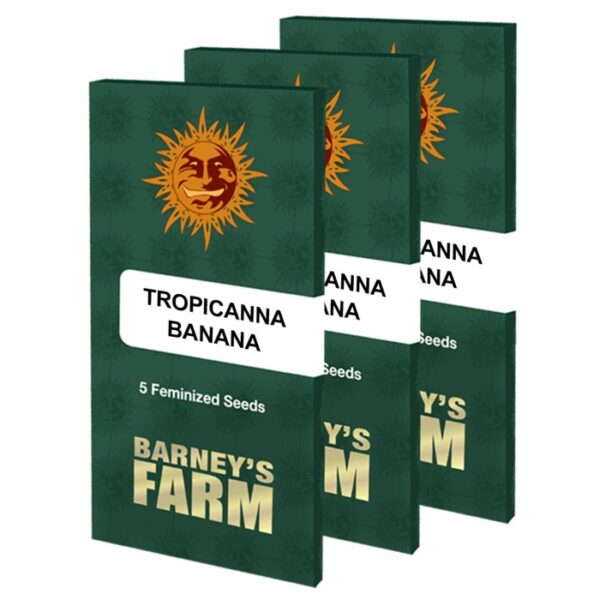 tropicanna-banana_seeds