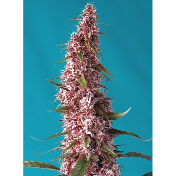 red-pure-auto-cbd sweet seeds