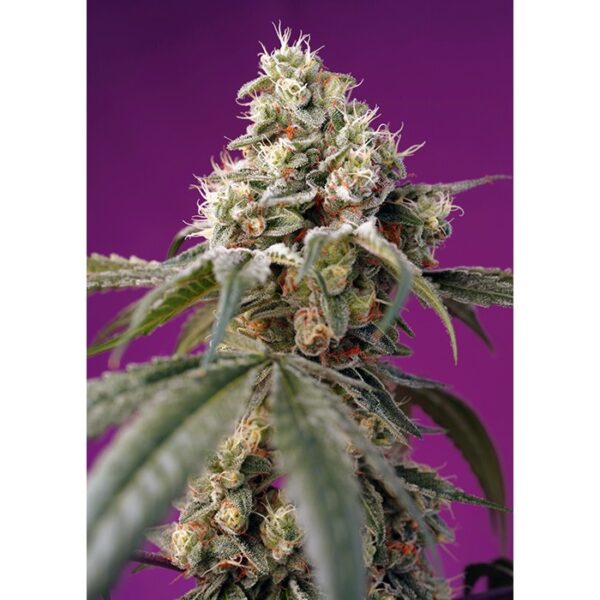 BRUCE_BANNER_AUTO