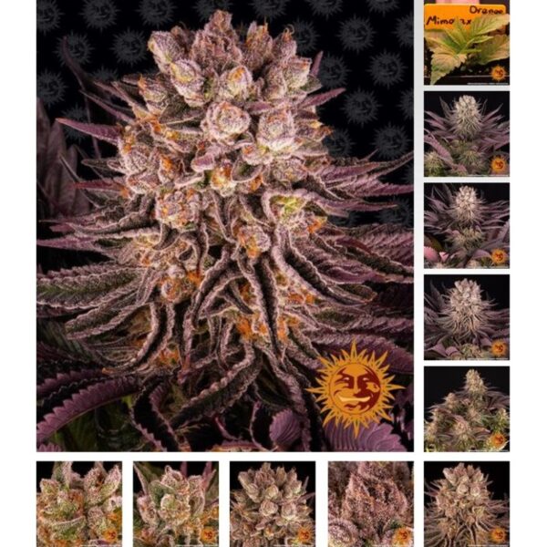 mimosa-x-orange-punch_seeds