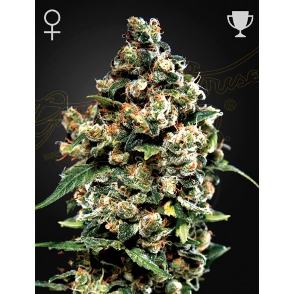 Jack Herer (Femminizzata) Green House