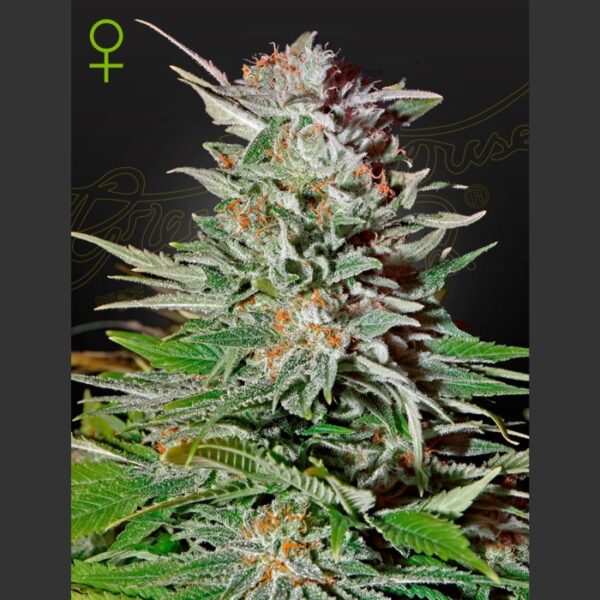 Super Lemon Haze Autofiorente - Green House