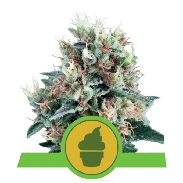 Royal Creamatic Autofiorente - Royal Queen Seeds