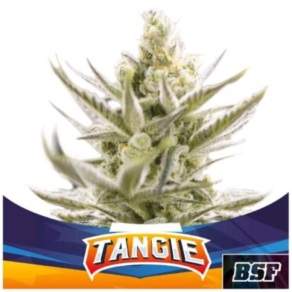 BSF - TANGIE XXL AUTO