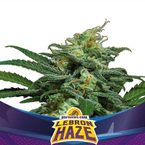 Lebron Haze XXL