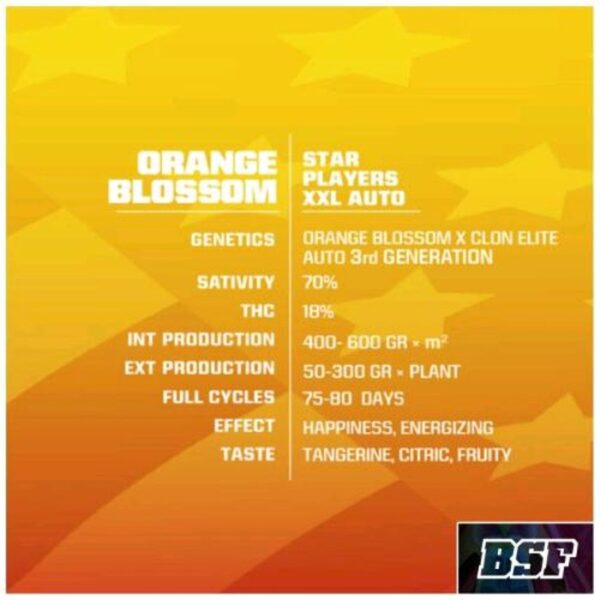 Orange Blossom XXL