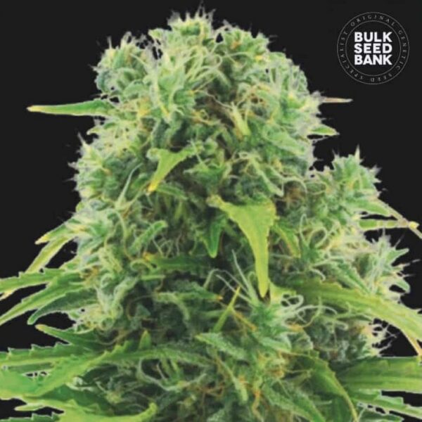 AUTO NORTHERN LIGHT - BULK SEEDS BANK