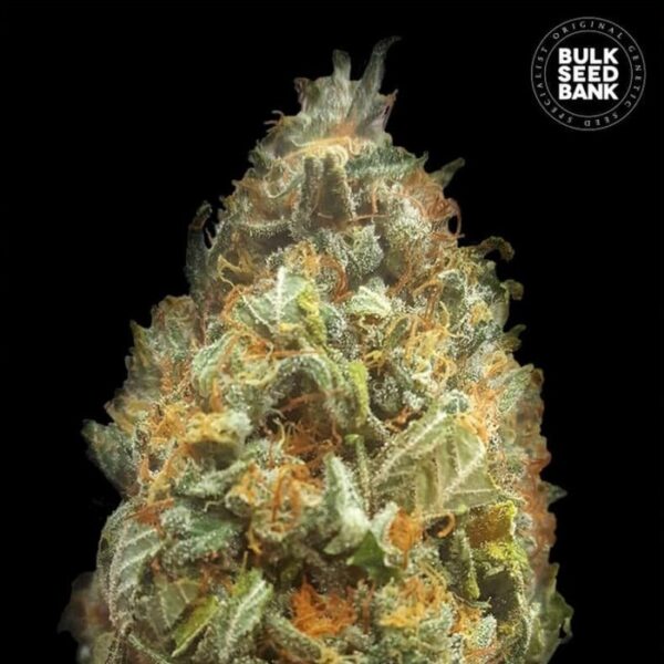 AUTO ORIGINAL ORANGE BUD - BULK SEEDS BANK