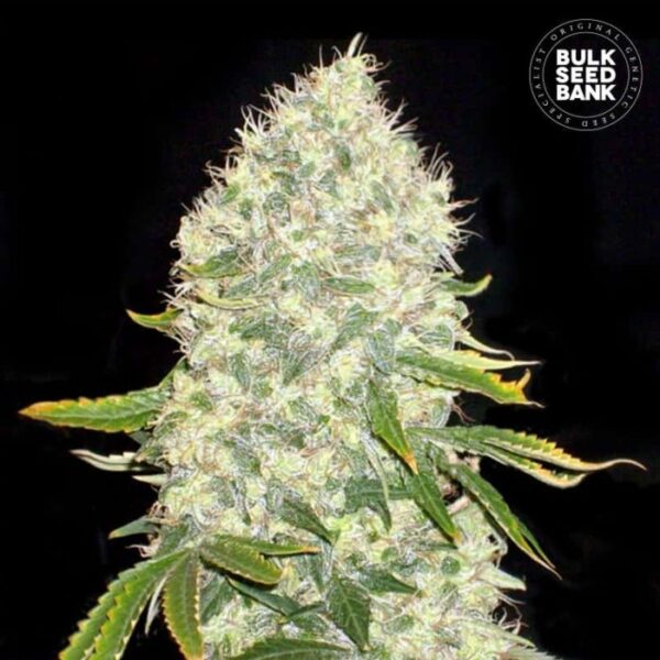 WHITE WIDOW bulk seeds