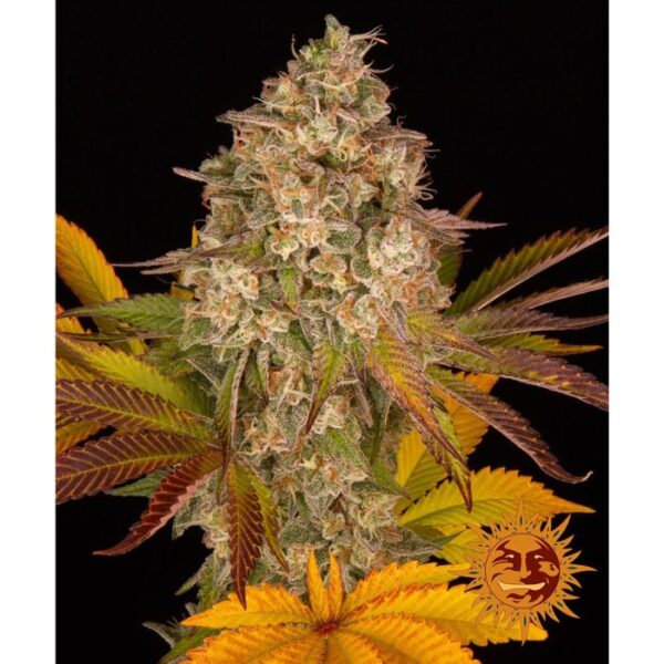 bARNEYS_cookies-kush-auto