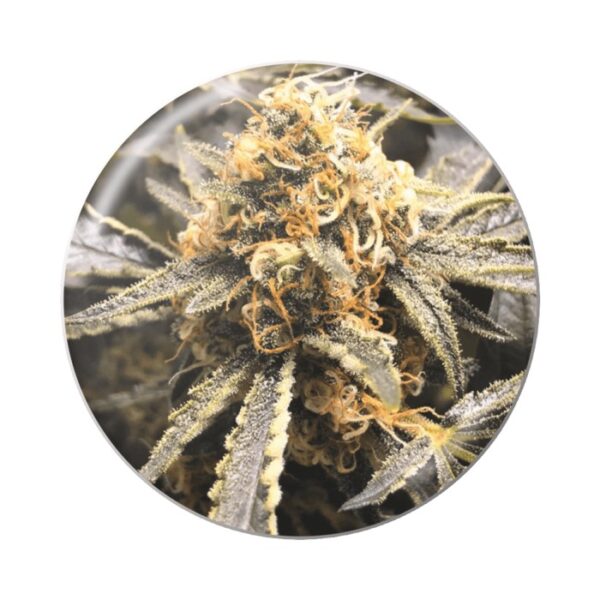 recovery-cbd medical seeds