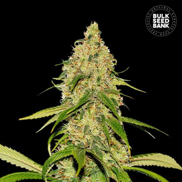 CBD-AutoCBD_White_Widow