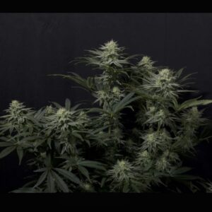 Fast Buds - Wedding Glue - Semi autofiorenti femminizzati