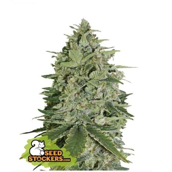 SEED STOCKERS - SUPER SKUNK AUTO