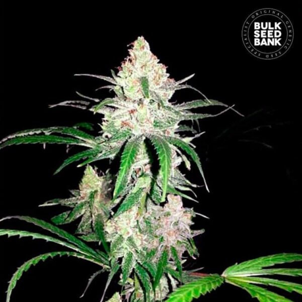 SPECIAL LIME HAZE - BULK SEEDS BANK