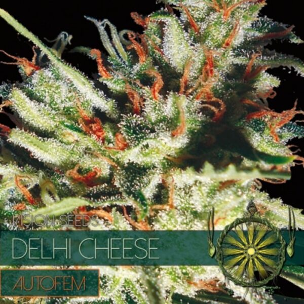 autofem-vision-seeds-delhi-cheese