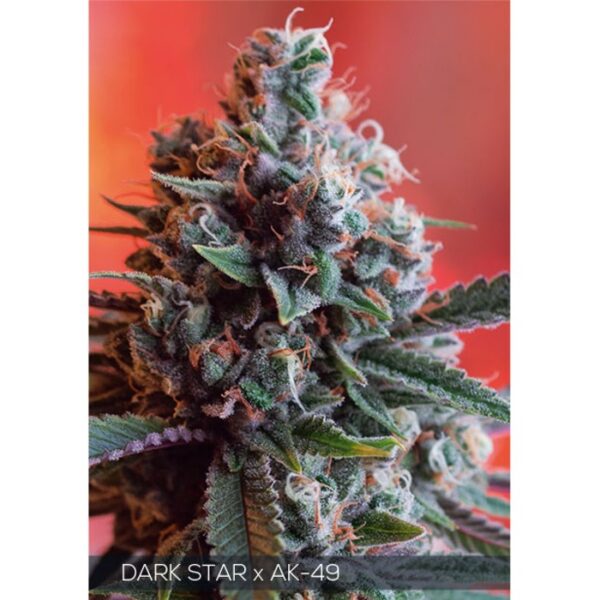 DARK_STAR_X_AK49