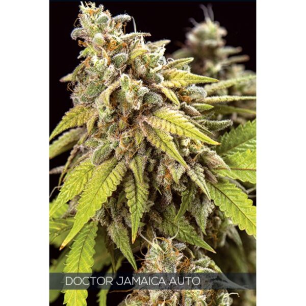 Doctor Jamaica – AutoFem - Vision seeds