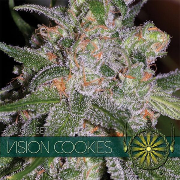 Vision Cookies - Femminizzata - Vision seeds