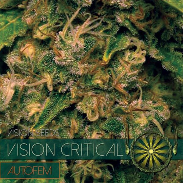 vision-seeds-auto-critical