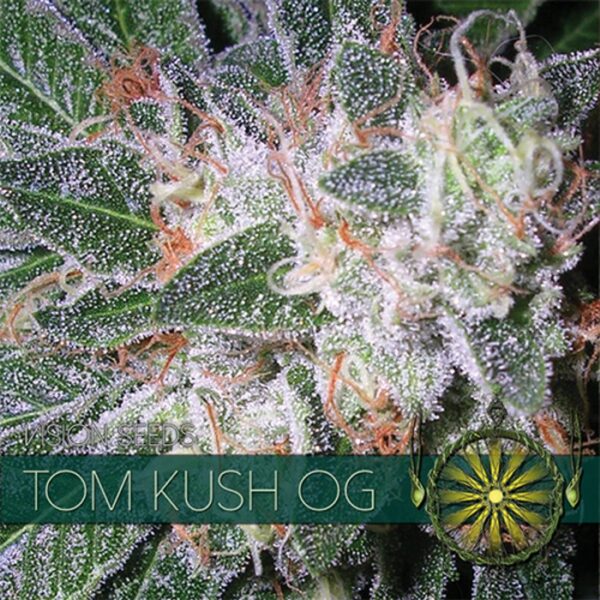 vision-seeds-tom-kush