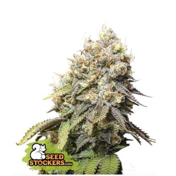 SEED STOCKERS - BRUCE BANNER FEM