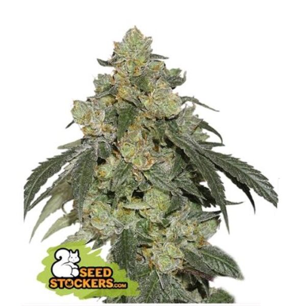 SEED STOCKERS - COOKIES FAST FEM