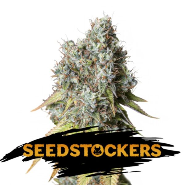 Auto-Bruce-Banner-fem-Seedstockers