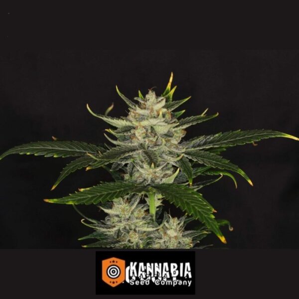 gorilla-king-auto-kannabia