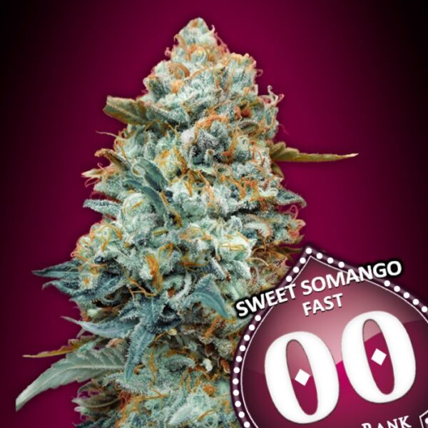 Sweet-Somango-Fast-fem-00-Seeds