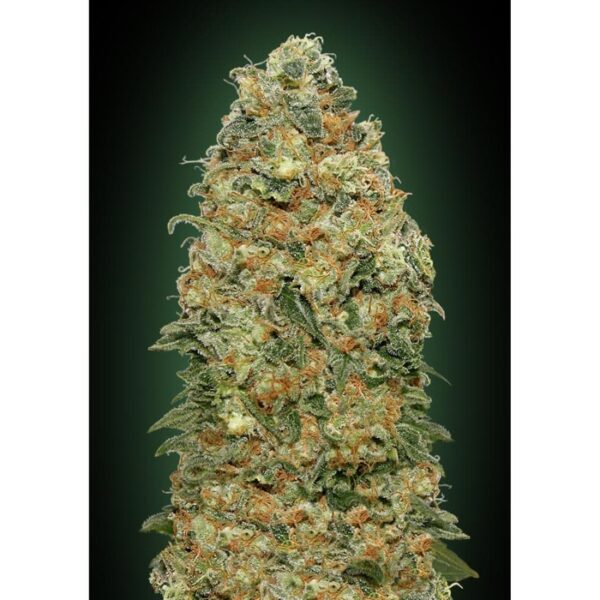 White Widow - 00Seeds - Femminizzata