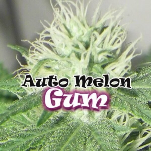 Auto Melon Gum - DR UNDERGROUND