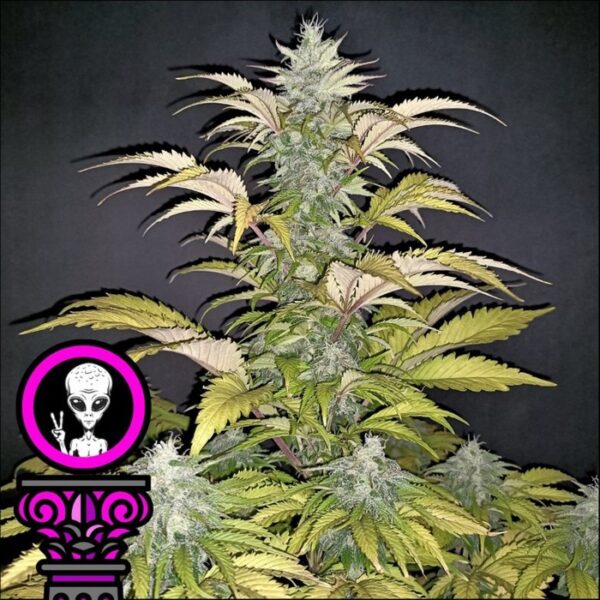 DOMUS SEEDS - ALIEN CHOCOLATE FEM