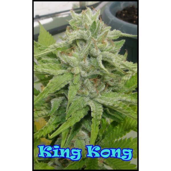 King Kong fem. Dr Underground