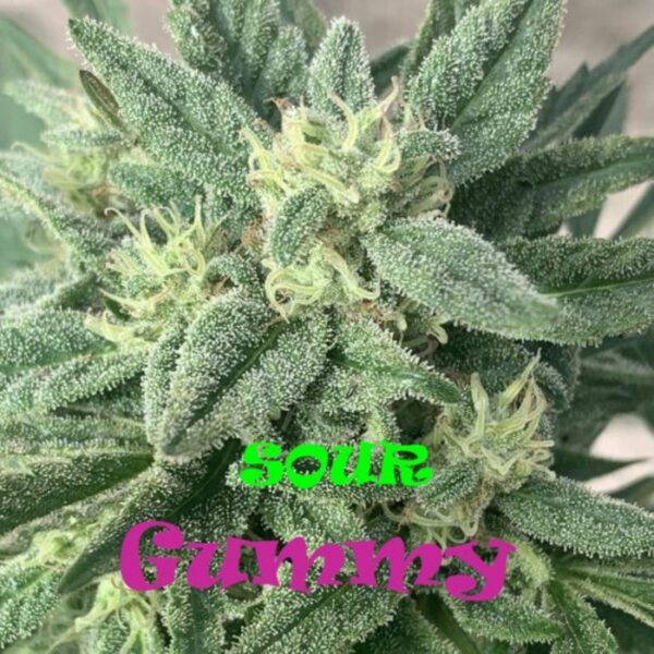 Sour Gummy fem. Dr Underground